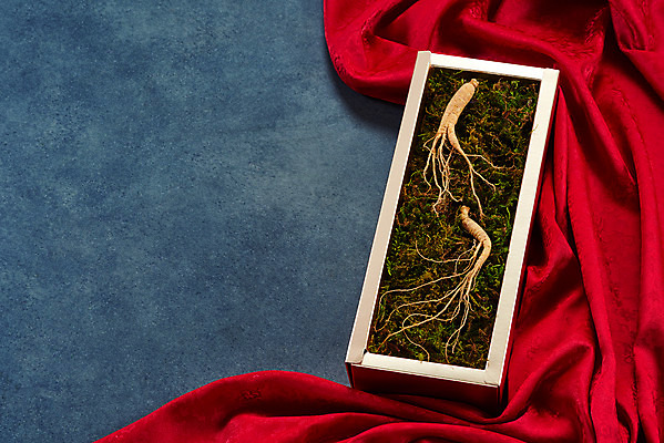 포토 JPG 스튜디오촬영 재료 회색배경 실내 선물 이끼 사람없음 선물상자 한의학 약재 한약재 산삼 천 건강식품 장뇌삼 국내포토 음식 백그라운드 의학 건강 내부 상자 약 회색 직물 삼 파일형식