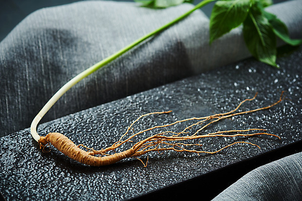 포토 JPG 스튜디오촬영 재료 회색배경 실내 사람없음 한의학 약재 한약재 산삼 천 건강식품 장뇌삼 국내포토 음식 백그라운드 의학 건강 내부 약 회색 직물 삼 파일형식