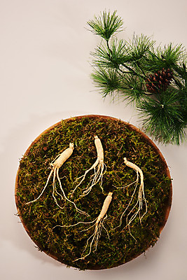 포토 JPG 스튜디오촬영 그릇 재료 실내 이끼 사람없음 하이앵글 한의학 약재 한약재 산삼 건강식품 장뇌삼 플랫레이 분홍색배경 국내포토 식기 음식 뷰포인트 분홍색 백그라운드 의학 건강 내부 약 삼 플랫 파일형식