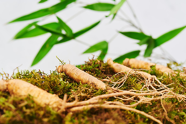 포토 JPG 스튜디오촬영 재료 실내 이끼 근접촬영 사람없음 한의학 약재 한약재 산삼 흰배경 건강식품 장뇌삼 국내포토 음식 뷰포인트 백그라운드 의학 건강 내부 약 흰색 삼 파일형식