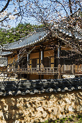 포토 JPG 주간 여행 한옥 풍경 사람없음 야외 관광지 벚꽃 경상북도 국내여행 선비촌 영주 영주선비촌 국내포토 자연요소 한국전통 꽃 고건축 경상도 파일형식