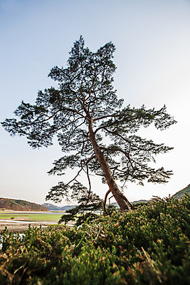포토 JPG 주간 여행 한국 풍경 사람없음 야외 관광지 소나무 경상북도 국내여행 도산서원 안동 안동호 국내포토 자연요소 나무 아시아 호수 경상도 서원 파일형식
