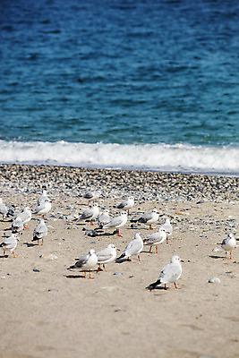 포토 JPG 주간 바다 여행 갈매기 한국 풍경 사람없음 야외 관광지 경주 경상북도 동해 국내여행 문무대왕릉 국내포토 자연요소 아시아 조류 경상도 파일형식
