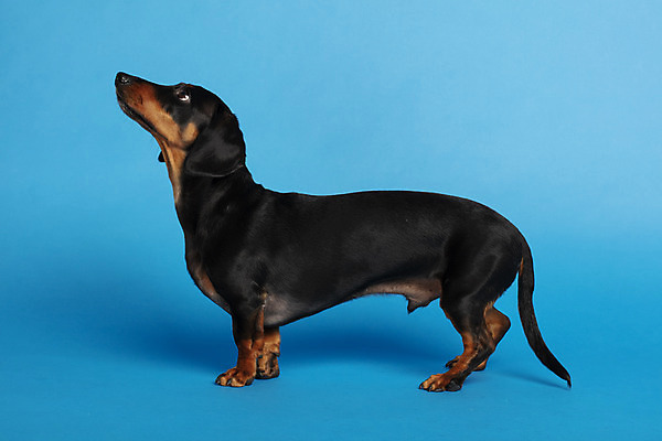 포토 JPG 스튜디오촬영 동물 한마리 응시 반려견 실내 사람없음 옆모습 반려동물 귀여움 올려보기 개 강아지 닥스훈트 파란배경 반려 국내포토 1 시선 뷰포인트 백그라운드 컨셉 포유류 모션 내부 파란색 파일형식