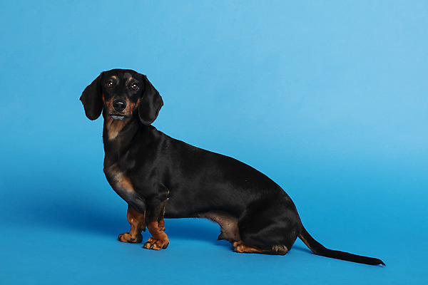 포토 JPG 스튜디오촬영 동물 한마리 반려견 실내 사람없음 옆모습 반려동물 귀여움 개 강아지 닥스훈트 파란배경 반려 국내포토 1 뷰포인트 백그라운드 컨셉 포유류 내부 파란색 파일형식