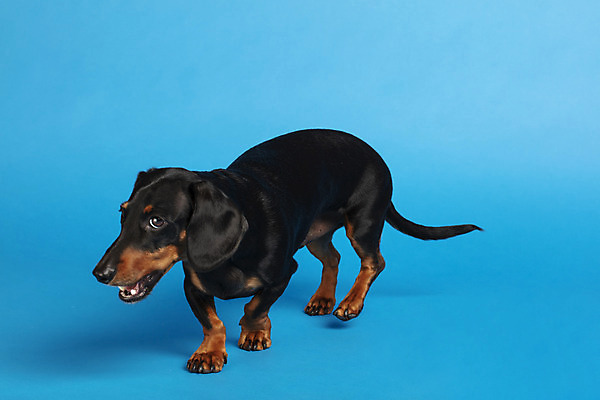 포토 JPG 스튜디오촬영 동물 한마리 반려견 실내 사람없음 옆모습 반려동물 귀여움 개 강아지 닥스훈트 파란배경 반려 국내포토 1 뷰포인트 백그라운드 컨셉 포유류 내부 파란색 파일형식