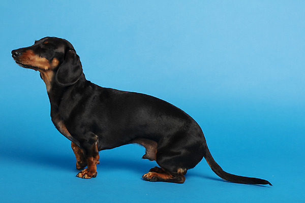 포토 JPG 스튜디오촬영 동물 한마리 반려견 실내 사람없음 옆모습 반려동물 귀여움 개 강아지 닥스훈트 파란배경 반려 국내포토 1 뷰포인트 백그라운드 컨셉 포유류 내부 파란색 파일형식
