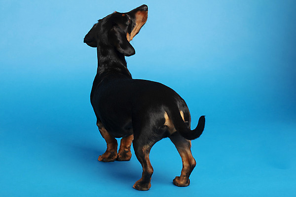 포토 JPG 스튜디오촬영 동물 한마리 응시 반려견 실내 사람없음 뒷모습 반려동물 귀여움 올려보기 개 강아지 닥스훈트 파란배경 반려 국내포토 1 시선 뷰포인트 백그라운드 컨셉 포유류 모션 내부 파란색 파일형식