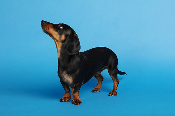 포토 JPG 스튜디오촬영 동물 한마리 응시 반려견 실내 사람없음 옆모습 반려동물 귀여움 올려보기 개 강아지 닥스훈트 파란배경 반려 국내포토 1 시선 뷰포인트 백그라운드 컨셉 포유류 모션 내부 파란색 파일형식
