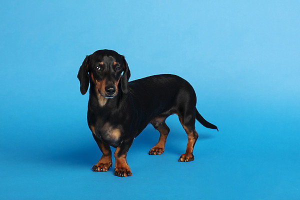 포토 JPG 스튜디오촬영 동물 한마리 반려견 실내 사람없음 옆모습 반려동물 귀여움 개 강아지 닥스훈트 파란배경 반려 국내포토 1 뷰포인트 백그라운드 컨셉 포유류 내부 파란색 파일형식