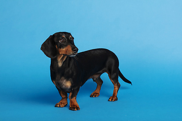 포토 JPG 스튜디오촬영 동물 한마리 반려견 실내 사람없음 옆모습 반려동물 귀여움 개 강아지 닥스훈트 파란배경 반려 국내포토 1 뷰포인트 백그라운드 컨셉 포유류 내부 파란색 파일형식