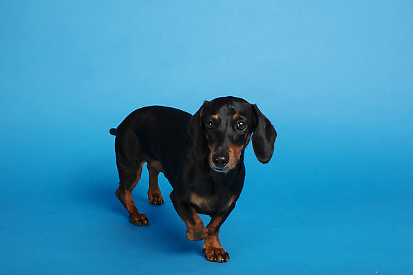 포토 JPG 스튜디오촬영 동물 한마리 반려견 실내 사람없음 앞모습 반려동물 귀여움 개 강아지 닥스훈트 파란배경 반려 국내포토 1 뷰포인트 백그라운드 컨셉 포유류 내부 파란색 파일형식