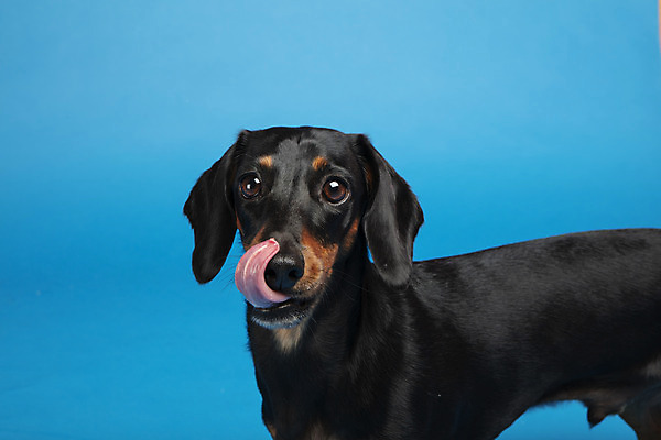 포토 JPG 스튜디오촬영 동물 한마리 반려견 실내 사람없음 옆모습 반려동물 귀여움 개 강아지 닥스훈트 파란배경 반려 국내포토 1 뷰포인트 백그라운드 컨셉 포유류 내부 파란색 파일형식