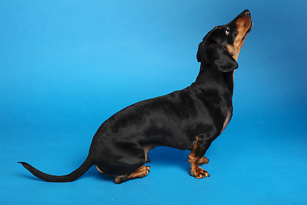 포토 JPG 스튜디오촬영 동물 한마리 응시 반려견 실내 사람없음 옆모습 반려동물 귀여움 올려보기 개 강아지 닥스훈트 파란배경 반려 국내포토 1 시선 뷰포인트 백그라운드 컨셉 포유류 모션 내부 파란색 파일형식