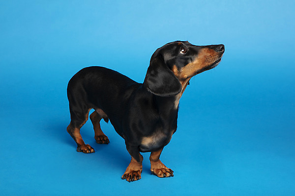 포토 JPG 스튜디오촬영 동물 한마리 반려견 실내 사람없음 옆모습 반려동물 귀여움 개 강아지 닥스훈트 파란배경 반려 국내포토 1 뷰포인트 백그라운드 컨셉 포유류 내부 파란색 파일형식