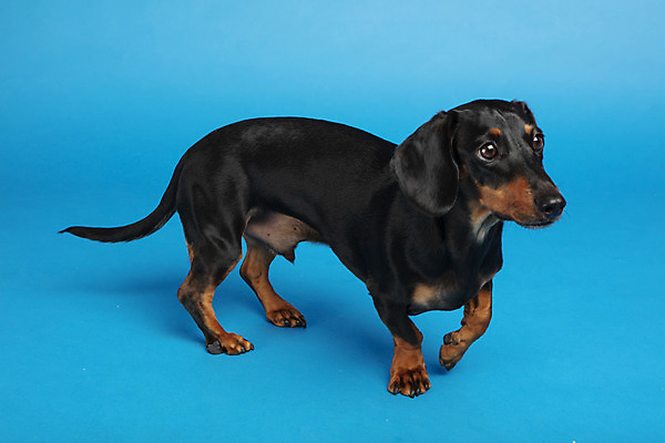 포토 JPG 스튜디오촬영 동물 한마리 반려견 실내 근접촬영 사람없음 옆모습 반려동물 귀여움 개 강아지 닥스훈트 파란배경 반려 국내포토 1 뷰포인트 백그라운드 컨셉 포유류 내부 파란색 파일형식