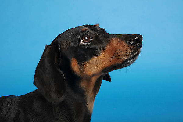 포토 JPG 스튜디오촬영 동물 한마리 반려견 실내 근접촬영 사람없음 옆모습 반려동물 귀여움 개 강아지 닥스훈트 파란배경 반려 국내포토 1 뷰포인트 백그라운드 컨셉 포유류 내부 파란색 파일형식