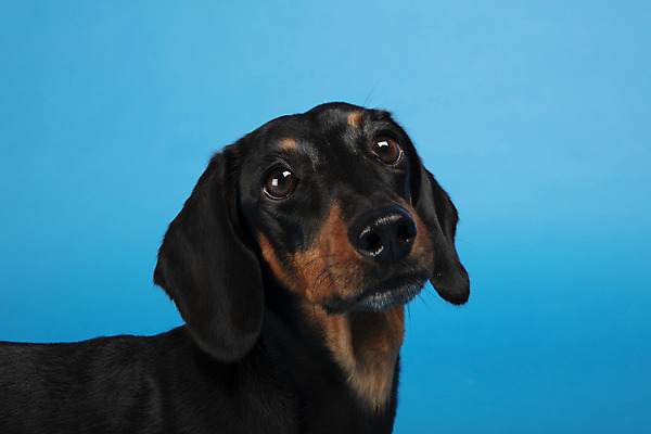 포토 JPG 스튜디오촬영 동물 한마리 반려견 실내 근접촬영 사람없음 옆모습 반려동물 귀여움 개 강아지 닥스훈트 파란배경 반려 국내포토 1 뷰포인트 백그라운드 컨셉 포유류 내부 파란색 파일형식