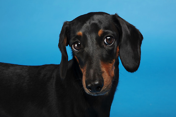포토 JPG 스튜디오촬영 동물 한마리 반려견 실내 사람없음 옆모습 반려동물 귀여움 개 강아지 닥스훈트 파란배경 반려 국내포토 1 뷰포인트 백그라운드 컨셉 포유류 내부 파란색 파일형식