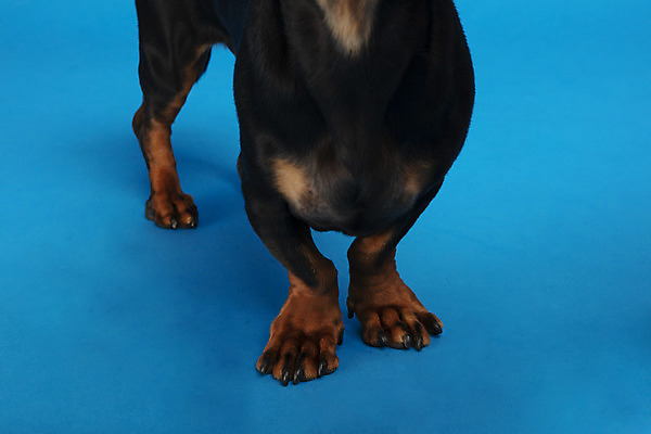 포토 JPG 스튜디오촬영 동물 한마리 반려견 실내 근접촬영 사람없음 앞모습 반려동물 귀여움 개 강아지 닥스훈트 파란배경 반려 국내포토 1 뷰포인트 백그라운드 컨셉 포유류 내부 파란색 파일형식