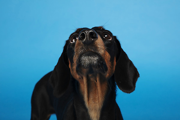 포토 JPG 스튜디오촬영 동물 한마리 반려견 실내 근접촬영 사람없음 앞모습 반려동물 귀여움 개 강아지 닥스훈트 파란배경 반려 국내포토 1 뷰포인트 백그라운드 컨셉 포유류 내부 파란색 파일형식