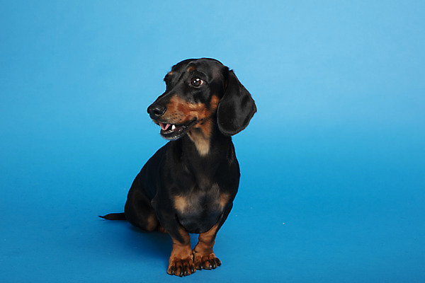 포토 JPG 스튜디오촬영 동물 한마리 응시 반려견 실내 사람없음 앞모습 반려동물 귀여움 개 강아지 닥스훈트 파란배경 반려 국내포토 1 시선 뷰포인트 백그라운드 컨셉 포유류 내부 파란색 파일형식