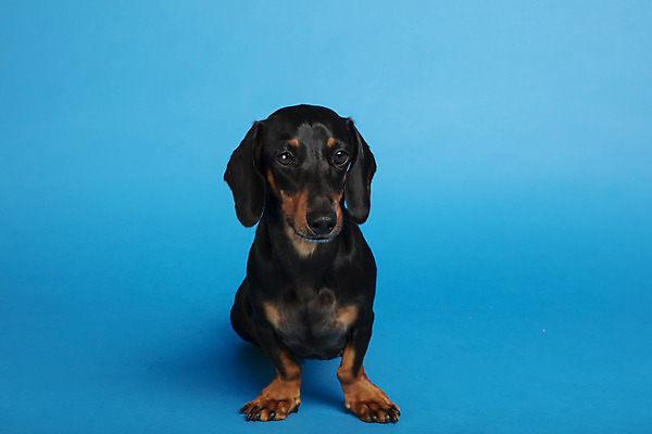 포토 JPG 스튜디오촬영 동물 한마리 반려견 실내 사람없음 앞모습 반려동물 귀여움 개 강아지 닥스훈트 파란배경 반려 국내포토 1 뷰포인트 백그라운드 컨셉 포유류 내부 파란색 파일형식