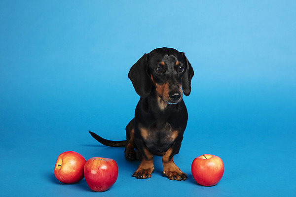 포토 JPG 스튜디오촬영 동물 한마리 반려견 실내 사람없음 앞모습 반려동물 장난감 귀여움 개 강아지 사과 닥스훈트 파란배경 반려 국내포토 1 뷰포인트 백그라운드 컨셉 과일 포유류 내부 파란색 파일형식