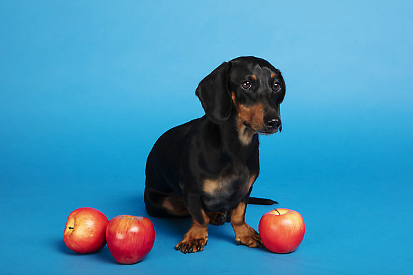 포토 JPG 스튜디오촬영 동물 한마리 반려견 실내 사람없음 앞모습 반려동물 장난감 귀여움 개 강아지 사과 닥스훈트 파란배경 반려 국내포토 1 뷰포인트 백그라운드 컨셉 과일 포유류 내부 파란색 파일형식