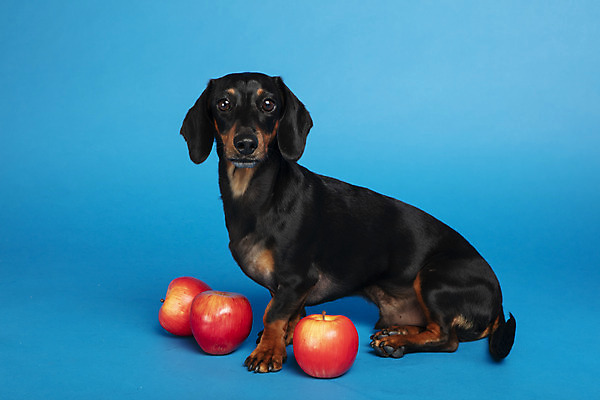 포토 JPG 스튜디오촬영 동물 한마리 반려견 실내 사람없음 옆모습 반려동물 장난감 귀여움 개 강아지 사과 닥스훈트 파란배경 반려 국내포토 1 뷰포인트 백그라운드 컨셉 과일 포유류 내부 파란색 파일형식