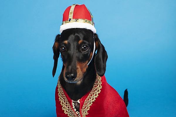 포토 JPG 스튜디오촬영 동물 한마리 반려견 왕관 실내 사람없음 앞모습 반려동물 귀여움 가운 개 강아지 닥스훈트 파란배경 반려 국내포토 1 옷 뷰포인트 백그라운드 컨셉 포유류 내부 파란색 파일형식