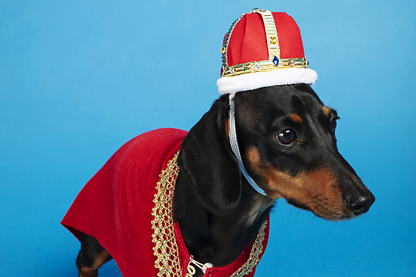 포토 JPG 스튜디오촬영 동물 한마리 반려견 왕관 실내 사람없음 옆모습 반려동물 귀여움 가운 개 강아지 닥스훈트 파란배경 반려 국내포토 1 옷 뷰포인트 백그라운드 컨셉 포유류 내부 파란색 파일형식