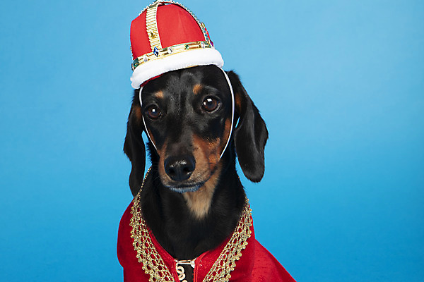 포토 JPG 스튜디오촬영 동물 한마리 반려견 왕관 실내 사람없음 앞모습 반려동물 귀여움 가운 개 강아지 닥스훈트 파란배경 반려 국내포토 1 옷 뷰포인트 백그라운드 컨셉 포유류 내부 파란색 파일형식