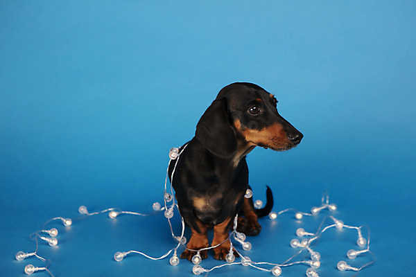 포토 JPG 스튜디오촬영 동물 한마리 반려견 전구 실내 사람없음 앞모습 반려동물 귀여움 개 강아지 닥스훈트 파란배경 꼬마전구 반려 국내포토 1 뷰포인트 백그라운드 컨셉 포유류 내부 파란색 파일형식