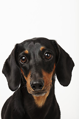 포토 JPG 스튜디오촬영 동물 한마리 반려견 실내 사람없음 앞모습 반려동물 귀여움 개 강아지 닥스훈트 흰배경 반려 국내포토 1 뷰포인트 백그라운드 컨셉 포유류 내부 흰색 파일형식