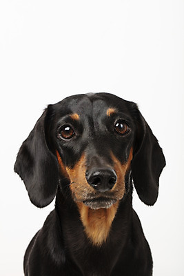 포토 JPG 스튜디오촬영 동물 한마리 반려견 실내 사람없음 앞모습 반려동물 귀여움 개 강아지 닥스훈트 흰배경 반려 국내포토 1 뷰포인트 백그라운드 컨셉 포유류 내부 흰색 파일형식