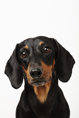 포토 JPG 스튜디오촬영 동물 한마리 반려견 실내 사람없음 앞모습 반려동물 귀여움 개 강아지 닥스훈트 흰배경 반려 국내포토 1 뷰포인트 백그라운드 컨셉 포유류 내부 흰색 파일형식