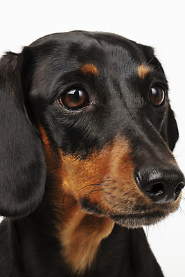 포토 JPG 스튜디오촬영 동물 한마리 반려견 실내 근접촬영 사람없음 앞모습 반려동물 귀여움 개 강아지 닥스훈트 흰배경 반려 국내포토 1 뷰포인트 백그라운드 컨셉 포유류 내부 흰색 파일형식