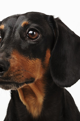 포토 JPG 스튜디오촬영 동물 한마리 반려견 실내 근접촬영 사람없음 앞모습 반려동물 귀여움 개 강아지 닥스훈트 흰배경 반려 국내포토 1 뷰포인트 백그라운드 컨셉 포유류 내부 흰색 파일형식
