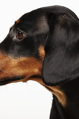 포토 JPG 스튜디오촬영 동물 한마리 반려견 실내 근접촬영 사람없음 옆모습 반려동물 귀여움 개 강아지 닥스훈트 흰배경 반려 국내포토 1 뷰포인트 백그라운드 컨셉 포유류 내부 흰색 파일형식