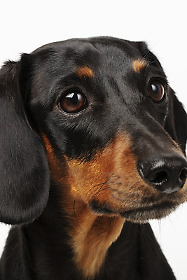 포토 JPG 스튜디오촬영 동물 한마리 반려견 실내 근접촬영 사람없음 앞모습 반려동물 귀여움 개 강아지 닥스훈트 흰배경 반려 국내포토 1 뷰포인트 백그라운드 컨셉 포유류 내부 흰색 파일형식