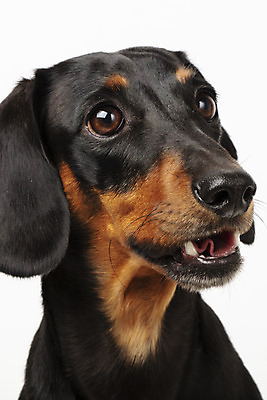 포토 JPG 스튜디오촬영 동물 한마리 반려견 실내 근접촬영 사람없음 앞모습 반려동물 귀여움 개 강아지 닥스훈트 흰배경 반려 국내포토 1 뷰포인트 백그라운드 컨셉 포유류 내부 흰색 파일형식