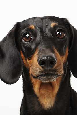 포토 JPG 스튜디오촬영 동물 한마리 반려견 실내 근접촬영 사람없음 앞모습 반려동물 귀여움 개 강아지 닥스훈트 흰배경 반려 국내포토 1 뷰포인트 백그라운드 컨셉 포유류 내부 흰색 파일형식