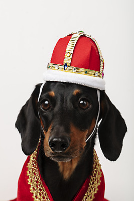 포토 JPG 스튜디오촬영 동물 한마리 반려견 왕관 실내 사람없음 앞모습 반려동물 귀여움 가운 개 강아지 닥스훈트 흰배경 반려 국내포토 1 옷 뷰포인트 백그라운드 컨셉 포유류 내부 흰색 파일형식