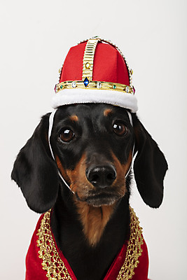 포토 JPG 스튜디오촬영 동물 한마리 반려견 왕관 실내 사람없음 앞모습 반려동물 귀여움 가운 개 강아지 닥스훈트 흰배경 반려 국내포토 1 옷 뷰포인트 백그라운드 컨셉 포유류 내부 흰색 파일형식