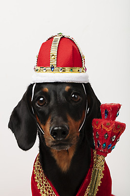 포토 JPG 스튜디오촬영 동물 한마리 반려견 왕관 실내 사람없음 앞모습 반려동물 귀여움 가운 개 강아지 닥스훈트 흰배경 반려 국내포토 1 옷 뷰포인트 백그라운드 컨셉 포유류 내부 흰색 파일형식