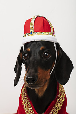 포토 JPG 스튜디오촬영 동물 한마리 반려견 왕관 실내 사람없음 앞모습 반려동물 귀여움 가운 개 강아지 닥스훈트 흰배경 반려 국내포토 1 옷 뷰포인트 백그라운드 컨셉 포유류 내부 흰색 파일형식