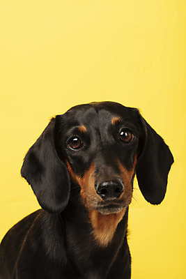 포토 JPG 스튜디오촬영 동물 한마리 반려견 실내 사람없음 앞모습 반려동물 귀여움 개 강아지 닥스훈트 노란배경 반려 국내포토 1 뷰포인트 백그라운드 컨셉 포유류 내부 노란색 파일형식