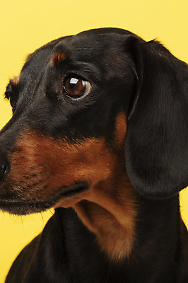 포토 JPG 스튜디오촬영 동물 한마리 반려견 실내 근접촬영 사람없음 옆모습 반려동물 귀여움 개 강아지 닥스훈트 노란배경 반려 국내포토 1 뷰포인트 백그라운드 컨셉 포유류 내부 노란색 파일형식