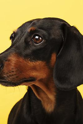 포토 JPG 스튜디오촬영 동물 한마리 반려견 실내 근접촬영 사람없음 옆모습 반려동물 귀여움 개 강아지 닥스훈트 노란배경 반려 국내포토 1 뷰포인트 백그라운드 컨셉 포유류 내부 노란색 파일형식
